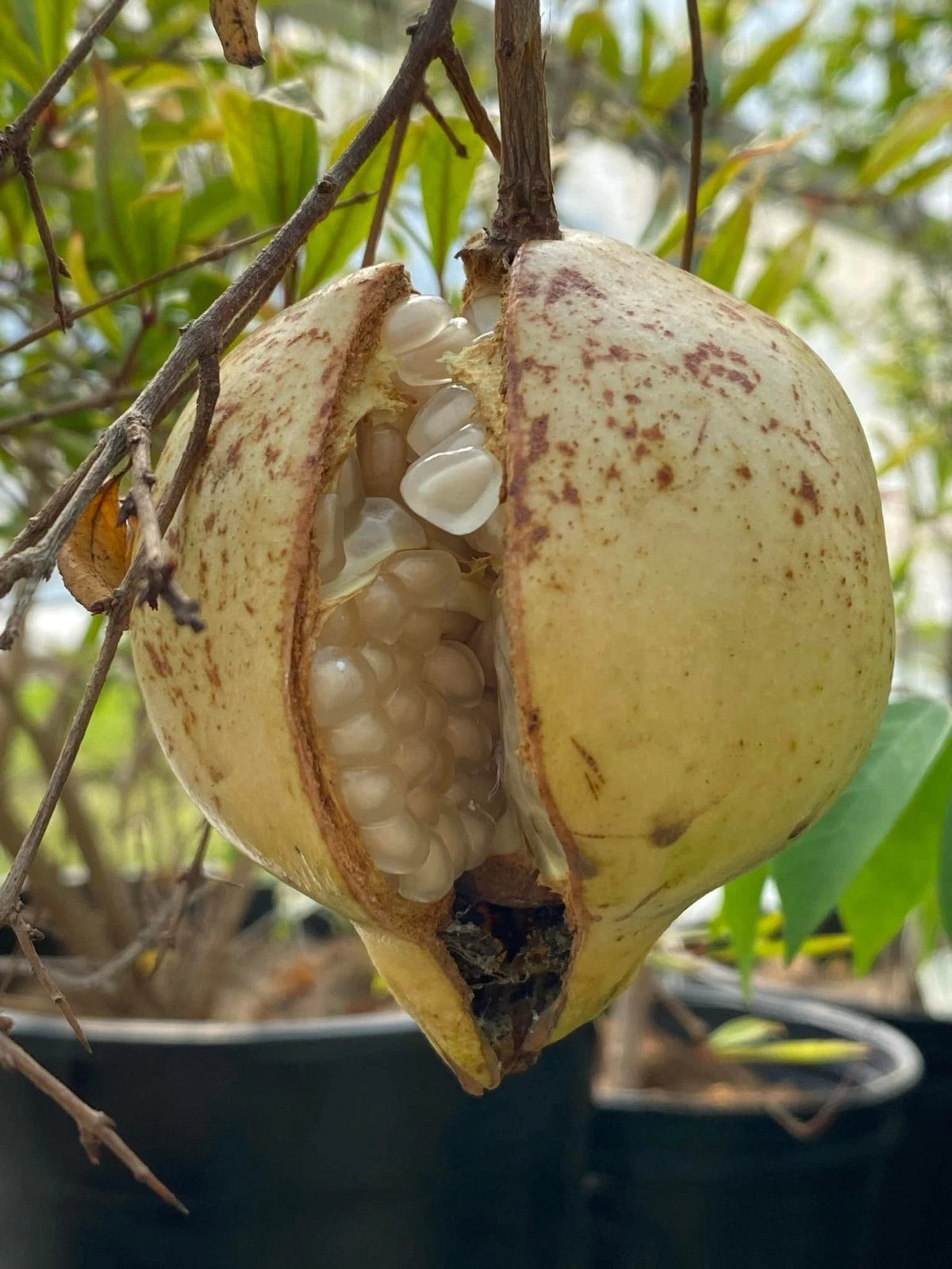 White Pomegranate Seeds (Punica granatum / 300+ Rare Crystal-Clear Aril Fruit Tree Seeds) – Premium Exotic Botanical Specimen Plant Seeds for Planting