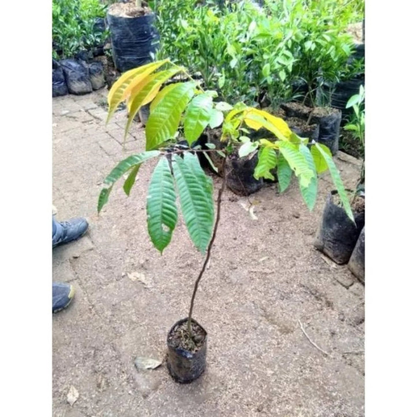 Live Grafted Matoa Tree Seedling (Pometia pinnata) – Premium Rare Exotic Tropical Fruit Plant Specimen for Containers & Pots