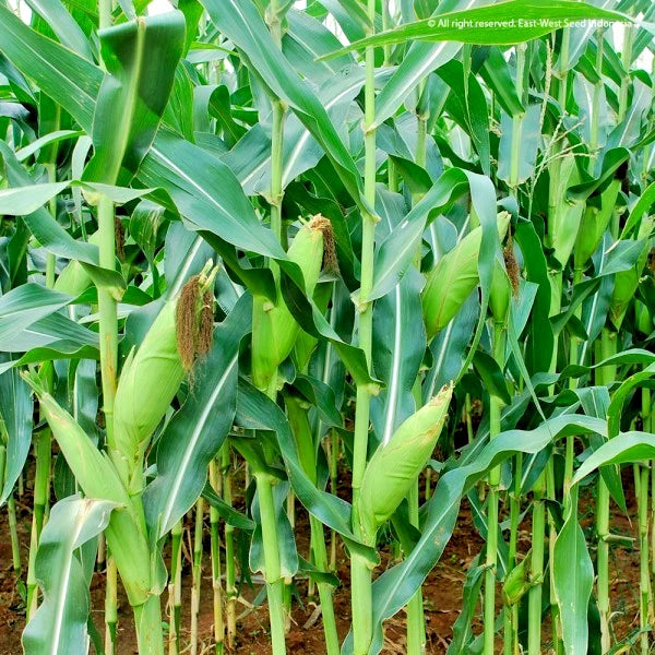 White Purple "Batik" Waxy Corn (Zea mays var. ceratina) – 250+ Premium Glutinous Seeds