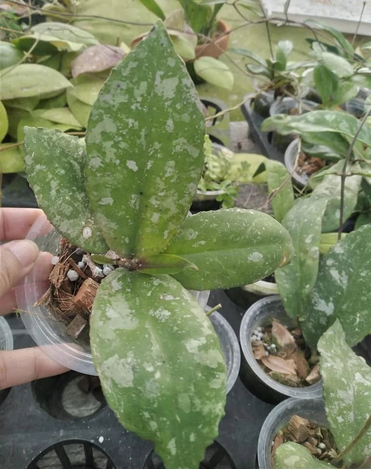 Premium Hoya Undulata Army Green Live Plant (Hoya undulata) – Rare Bornean Wax Plant Specimen with Distinctive Wavy Foliage for Collectors