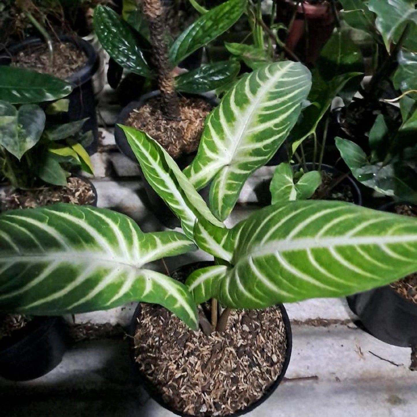 Xanthosoma lindenii 'Magnificum' (Angel Wing) – Stunning Tropical Aroid