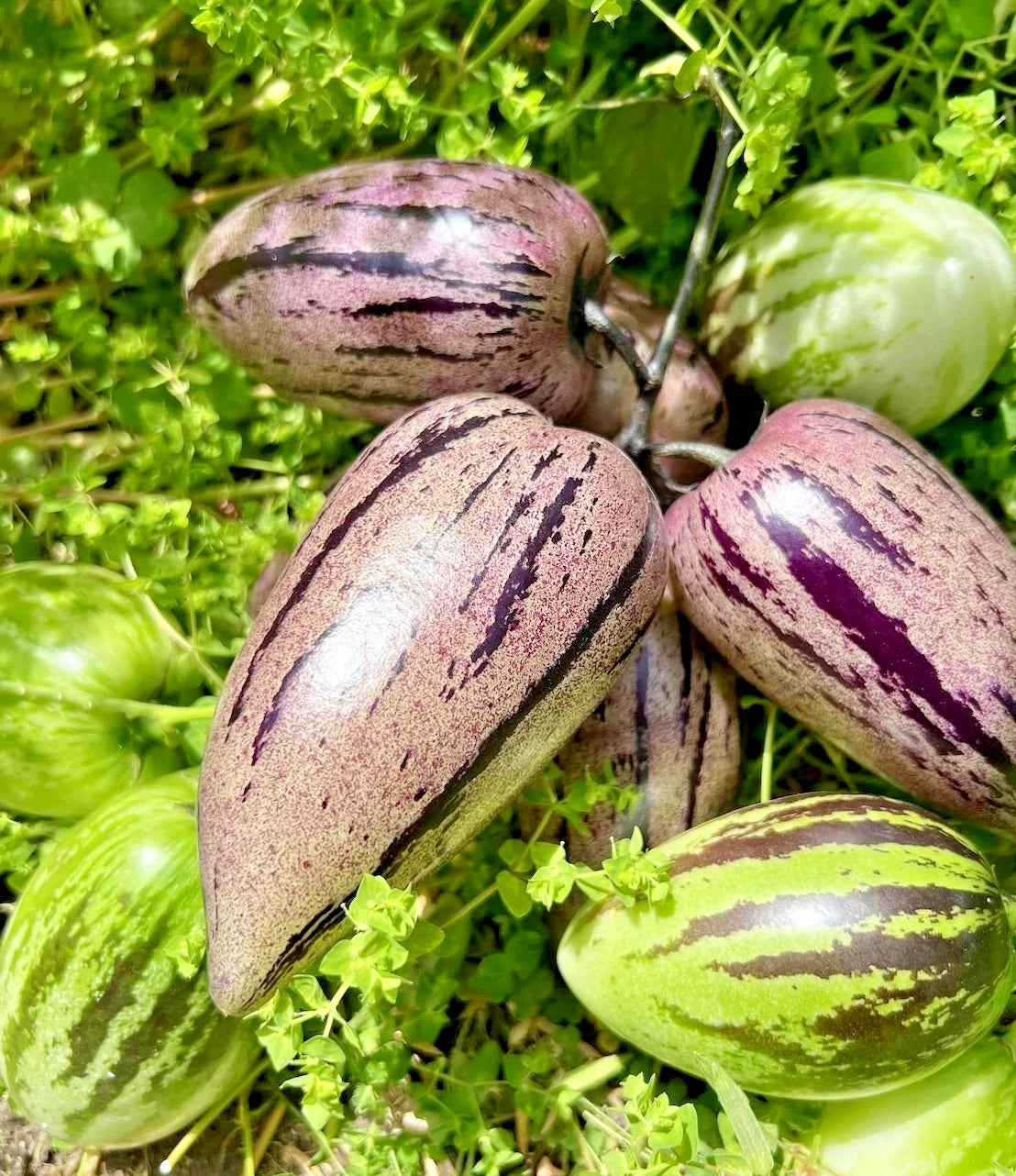 Purple Pepino Melon Seeds (Solanum muricatum 'Purple') – 100+ Premium Fresh Exotic Sweet Purple Pepino Melon Seeds