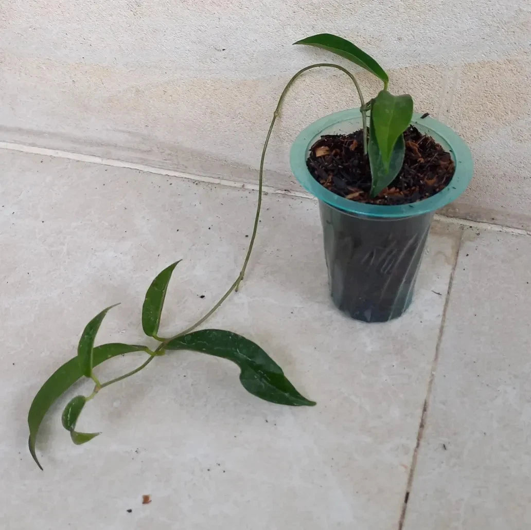 Hoya chlorantha Rare Tropical Wax Plant (1+ Rare Exotic Epiphytic Vine Specimen) – Premium Live Botanical Plant for Indoor Growing & Collectors