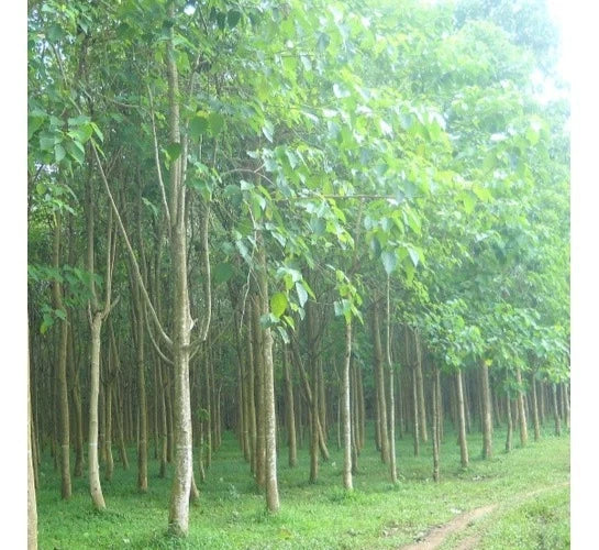 Premium White Teak Gmelina Tree Seeds (Gmelina arborea) – Fast-Growing Exotic Timber & Ornamental Shade Tree Seeds for Planting (100+ Pcs)