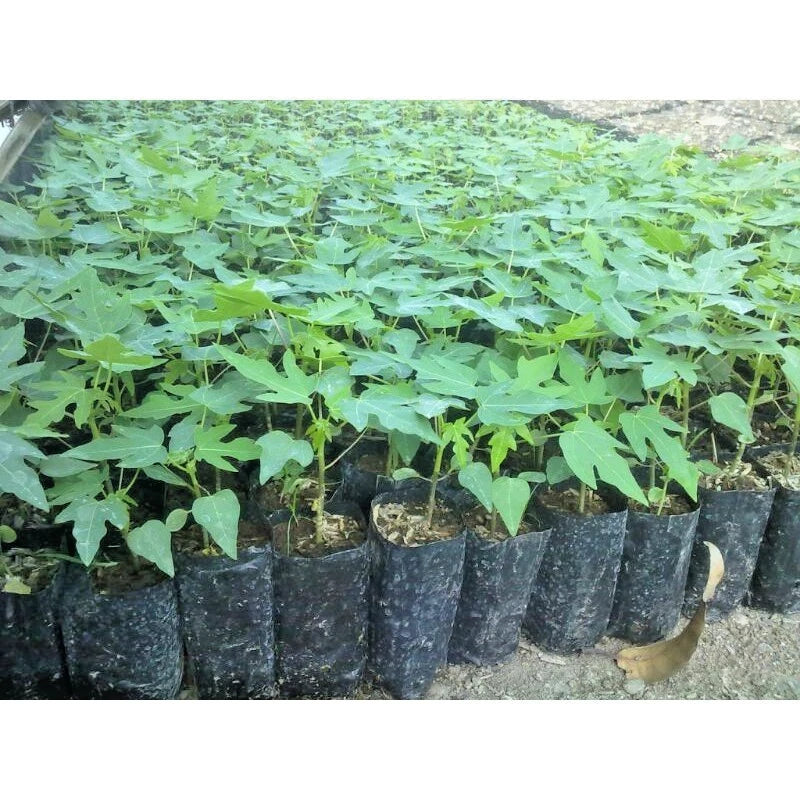 Dwarf Tainung Papaya (Carica papaya) – 1,000+ Premium Seeds