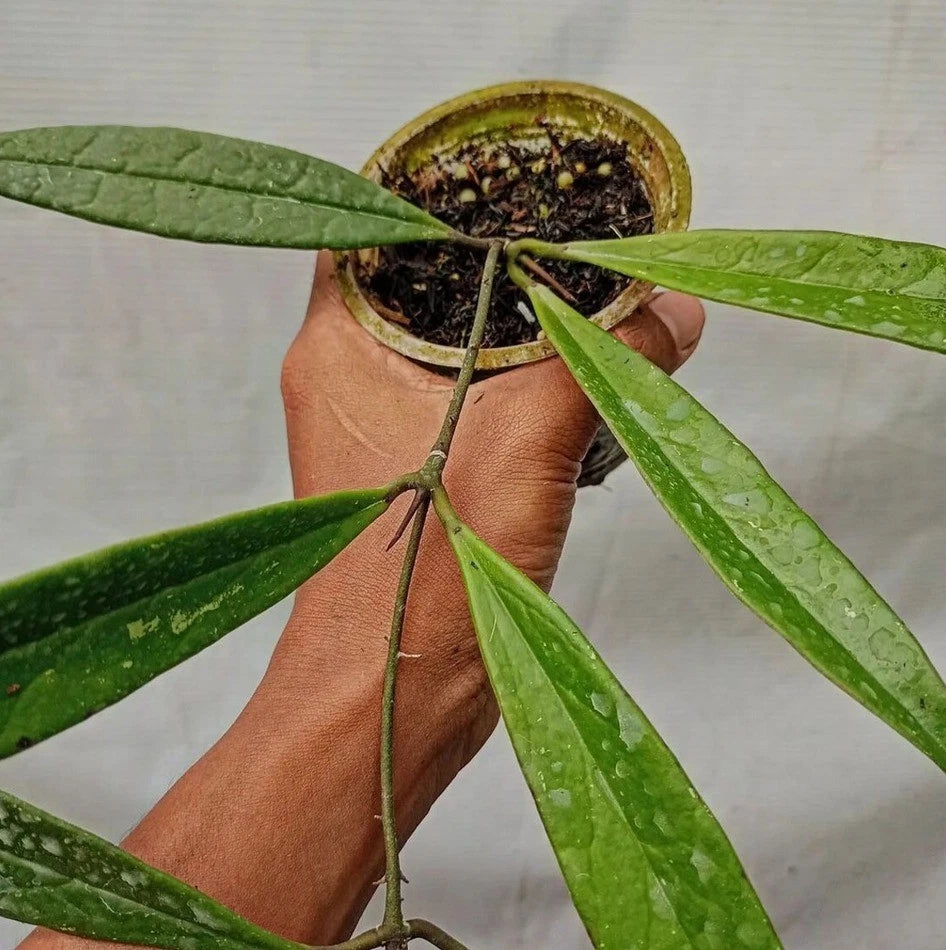 Hoya Sulawesiana Green (Sp. Indonesia) – Rare Epiphytic Tropical Vine with Unique Foliage for Indoor & Outdoor Display