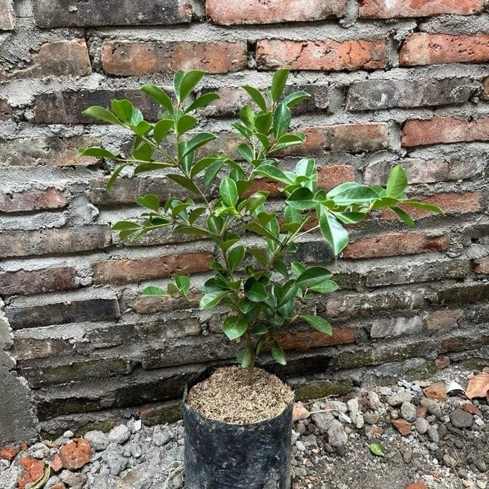 Grafted Strawberry Guava Seedling - Premium Fast Fruiting Sweet Tropical Guava Plant Optimized to Grow in Pot