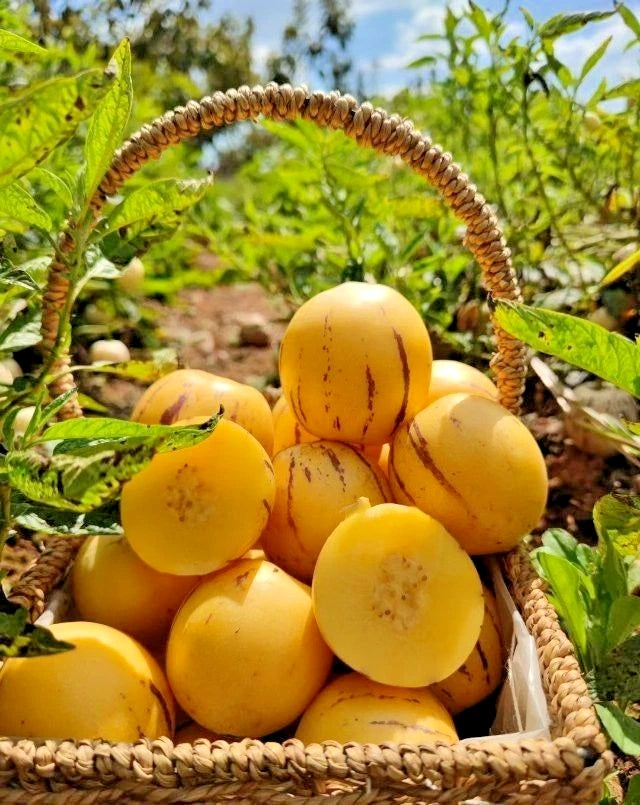 Premium 'Golden' Pepino Melon Seeds (Solanum muricatum) – Elite Andean Heirloom Fruit Seeds (100+ Count)
