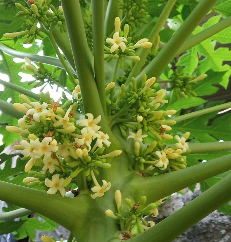Red Sun Papaya Seeds (Carica papaya) – 150 Premium Red Papaya Seeds