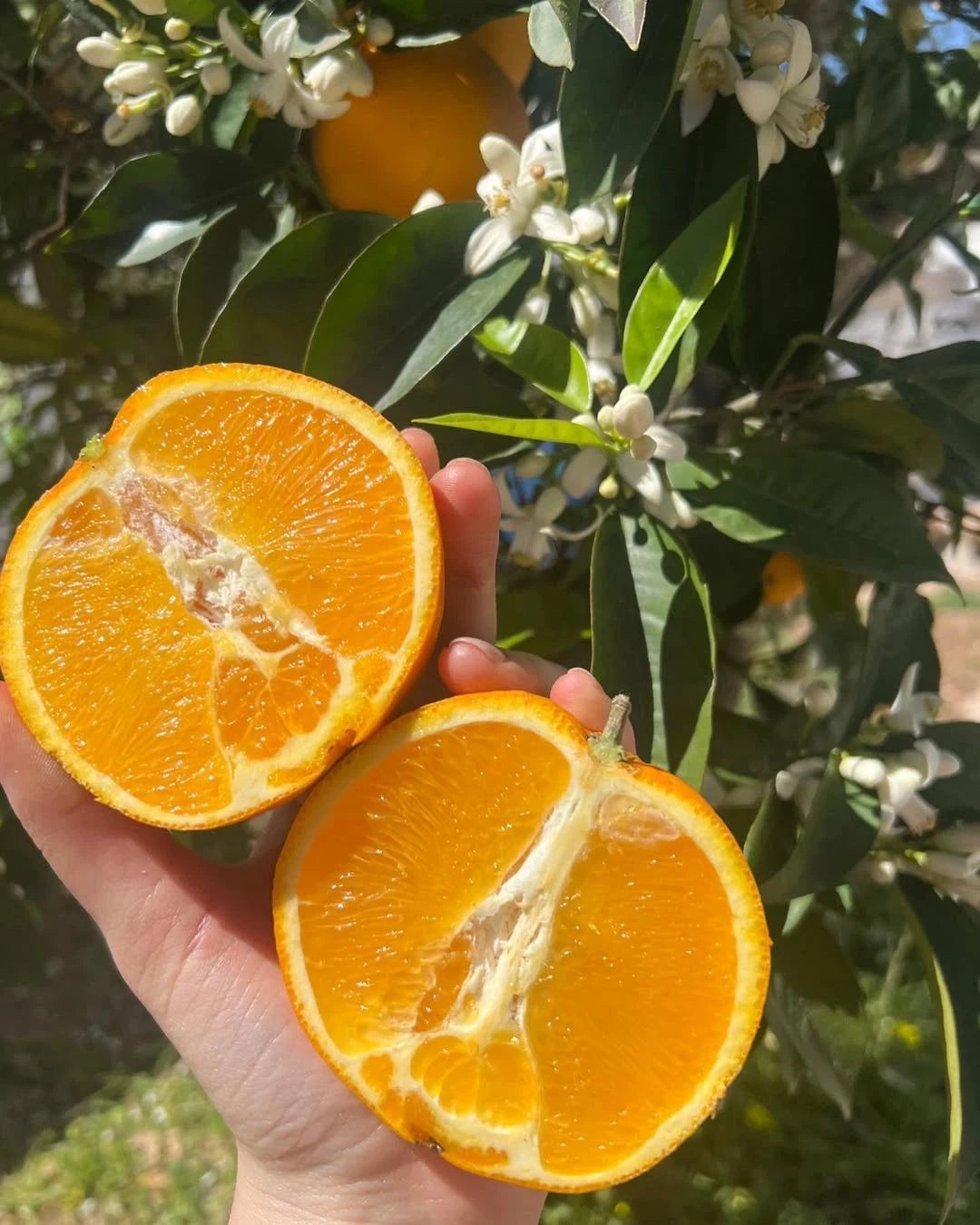 Valencia Orange Seeds (Citrus sinensis 'Valencia') – 30++ Premium Fresh High-Yield Sweet Juice Orange Seeds