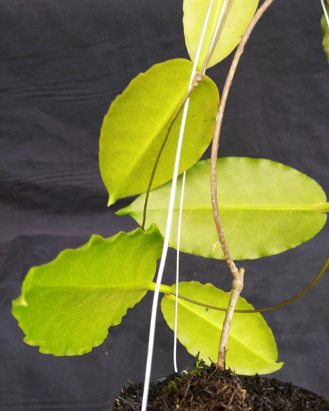 Hoya versteegii (Papua Selection) – Rare Tropical Wax Plant Live Epiphytic Vine for Indoor Collectors