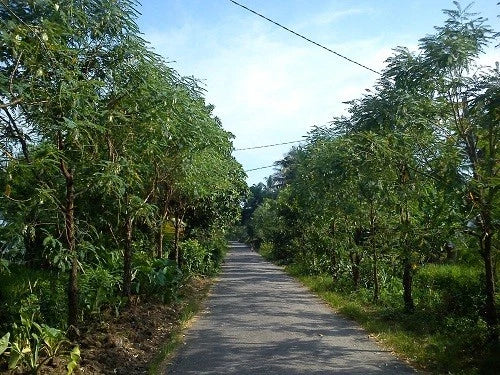 100++ Hummingbird Katurai Seeds (Sesbania grandiflora var. White Flower / Vegetable Hummingbird / Agati Tree) – Premium Botanical Specimen Plant Seeds for Planting