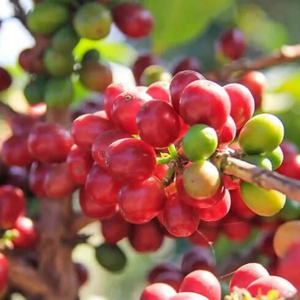 Catimor Coffee Seeds (Coffea arabica x Coffea canephora) – Premium Certified High-Disease-Resistant Gourmet Coffee Bean Plant Seeds for Planting (120 Pcs)