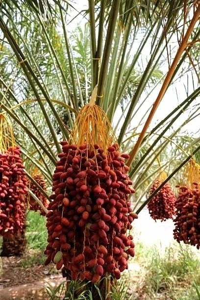 Khadrawy Date Palm Seeds (Phoenix dactylifera) – 35+ Premium Sweet Date Seeds