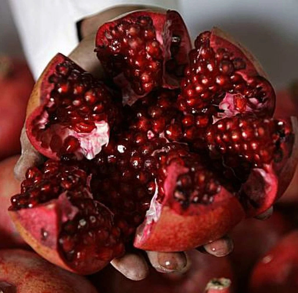 Premium Afghan Variety Pomegranate Seeds (Punica granatum var. Afgani) – Rare Sweet Ruby Red Fruit Tree Seeds for Planting (100+ Pcs)