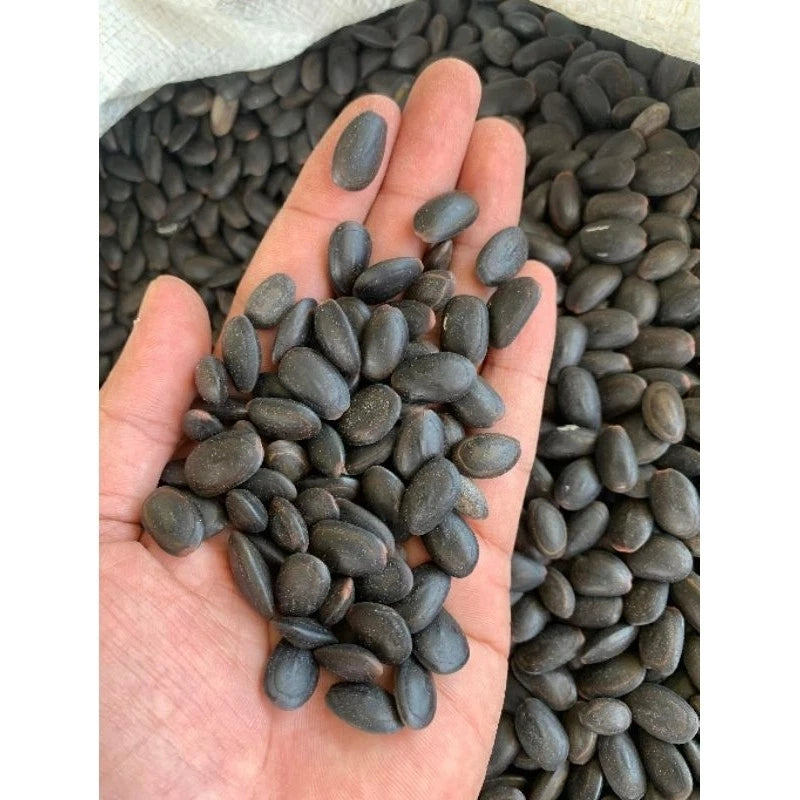 Kedawung Tree Seeds (Parkia timoriana / 50+ Big Bean Tree Seeds) – Premium Exotic Botanical Specimen Plant Seeds for Planting