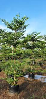 50+ Golden Terminalia Seeds (Terminalia mantaly) | Fast Growing Tropical Shade Tree | Ornamental Tree Seeds