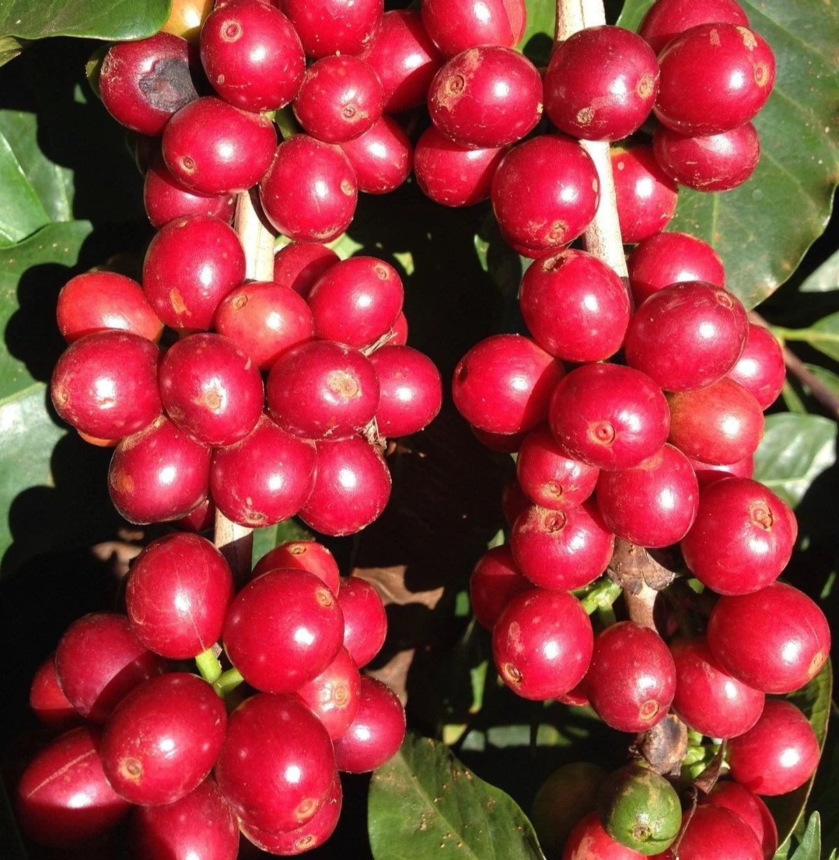 Certified Hybrid H1 Coffee Seeds (Coffea arabica var. H1) – High-Yield Disease-Resistant Specialty Coffee Bean Seeds for Planting (120 Pcs)