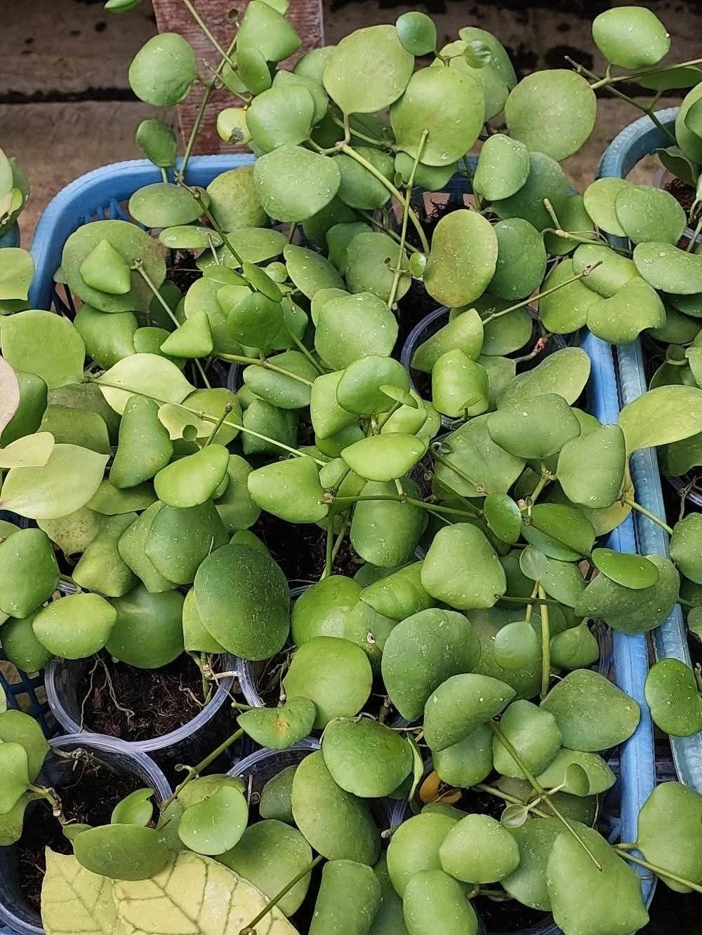 Hoya kastbergii sp. Aceh Rare Tropical Wax Plant (1+ Rare Exotic Epiphytic Vine Specimen) – Premium Live Botanical Plant for Indoor Growing & Collectors