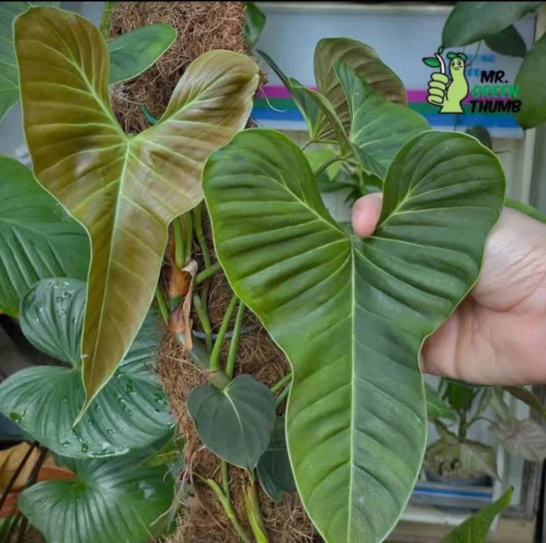 Rare Philodendron Lupinum Mature Size - Premium Large Exotic Tropical Climbing Aroid