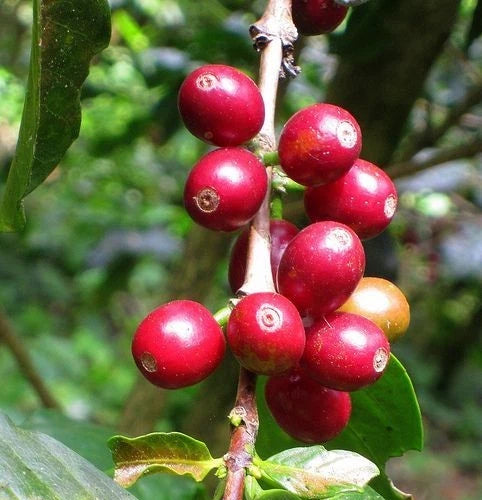 Jackson Coffee (Coffea sp.) – 120+ Premium Seeds