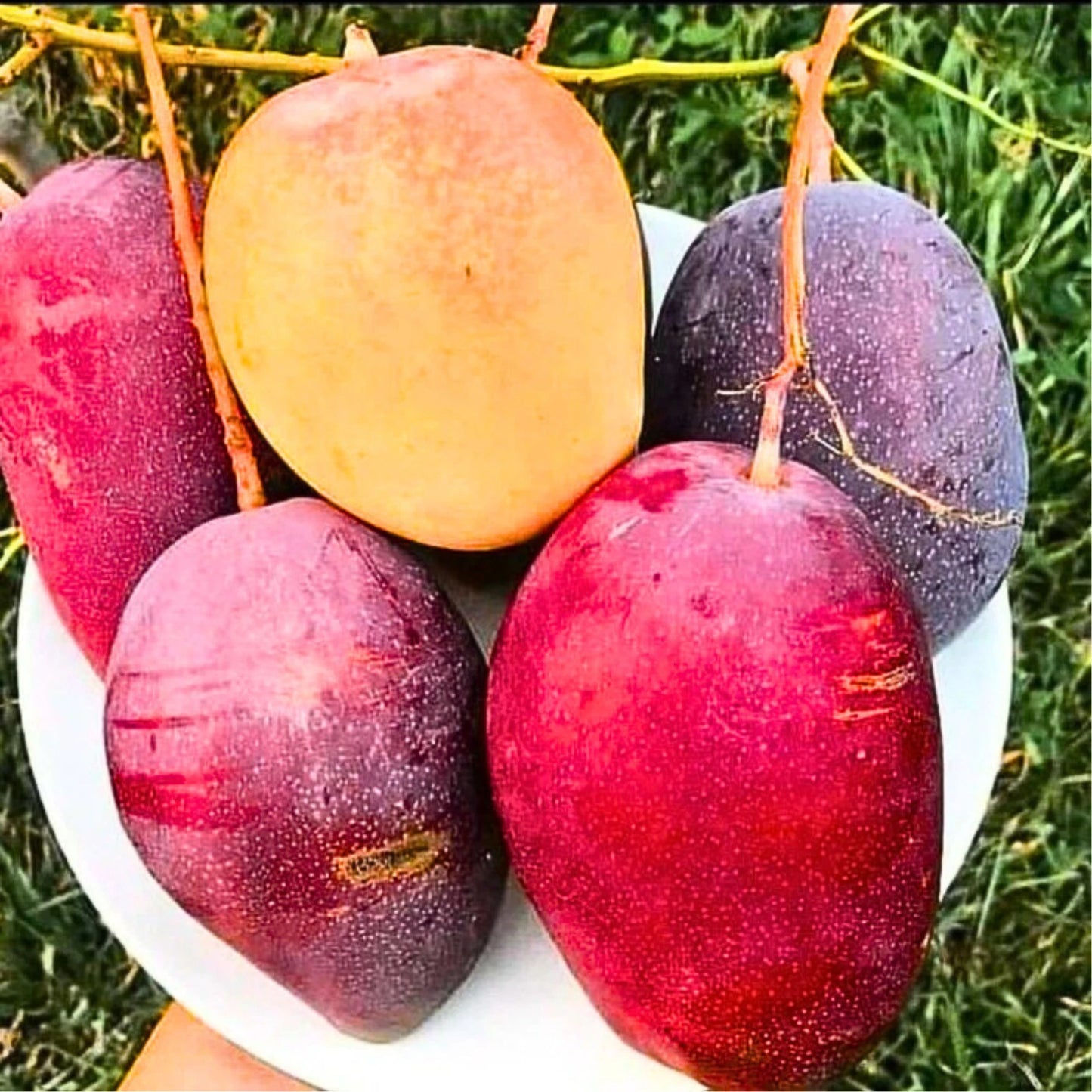 Miyazaki Mango Grafted Plant 45–60cm | Mangifera indica | Premium Sweet Mango Tree | DHL Express