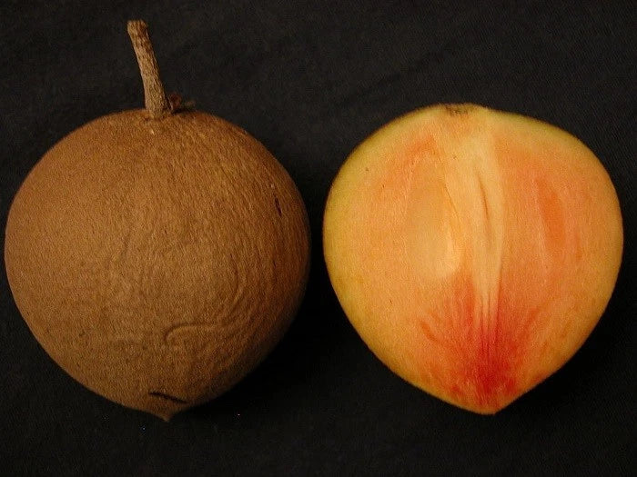 Oxkutzcab Sapodilla Seeds (Manilkara zapota 'Oxkutzcab') – 35 Premium Fresh Ultra-Sweet Large Ox Chico Zapote Seeds