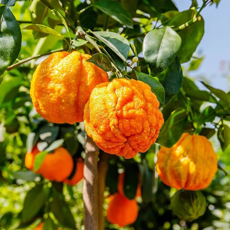 Citrus Bitter Orange Seeds (Citrus aurantium) – 100+ Premium Seville Orange Seeds