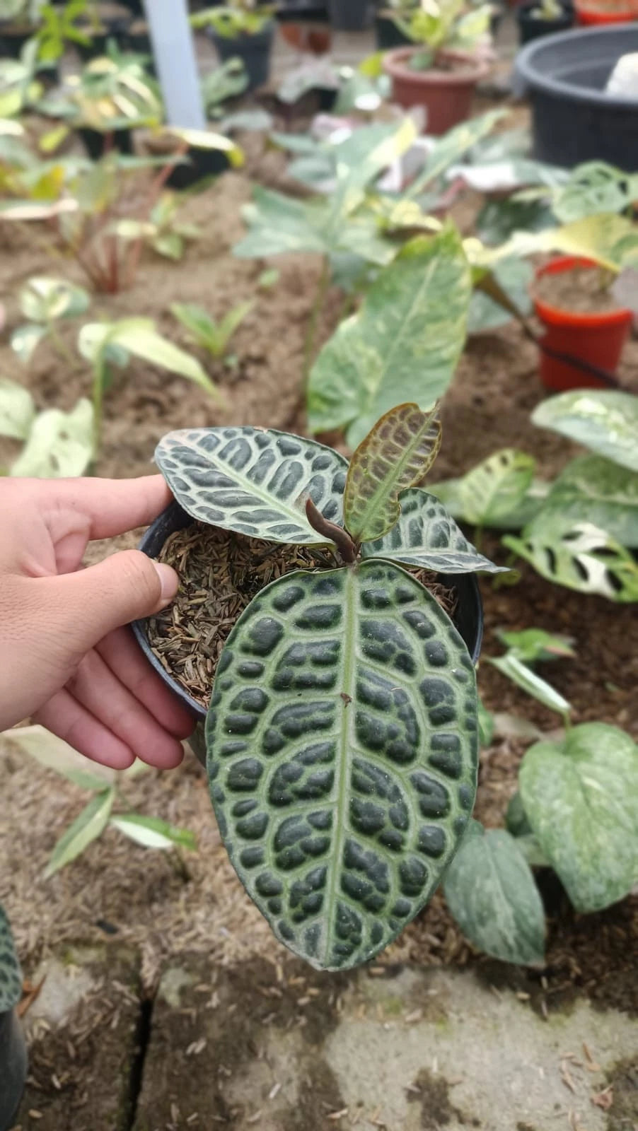 Labisia sp. 'Turtle Back' - Rare & Exotic Tropical Terrarium Plant