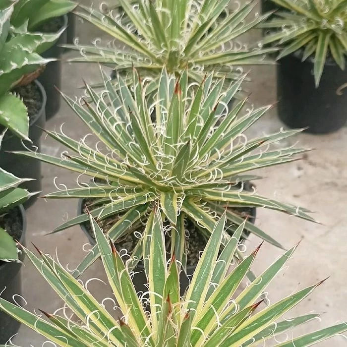 Variegated Agave Leopoldii – Rare Tropical Indoor Outdoor Variegated Thread Agave Specimen