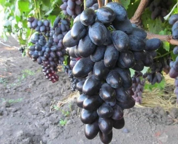 Giovanni Grape Seeds (Vitis vinifera) – Premium Certified Sweet Table Grape Fruit Vine Seeds for Planting