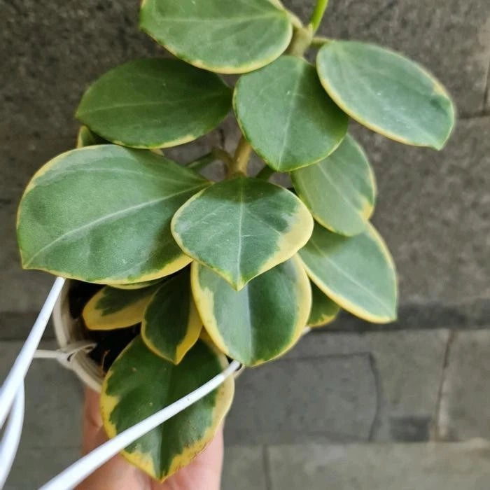 Hoya Pachyclada Albomarginata – Rare Tropical Indoor Outdoor Wax Plant Specimen with Creamy White Variegated Succulent Leaves
