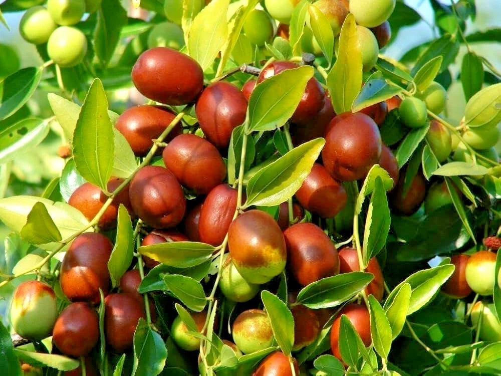 120+ Chinese Jujube Putsa Apple Seeds (Ziziphus ziziphus) – Premium High-Yield Red Date & Jujuba Fruit Plant Seeds for Planting