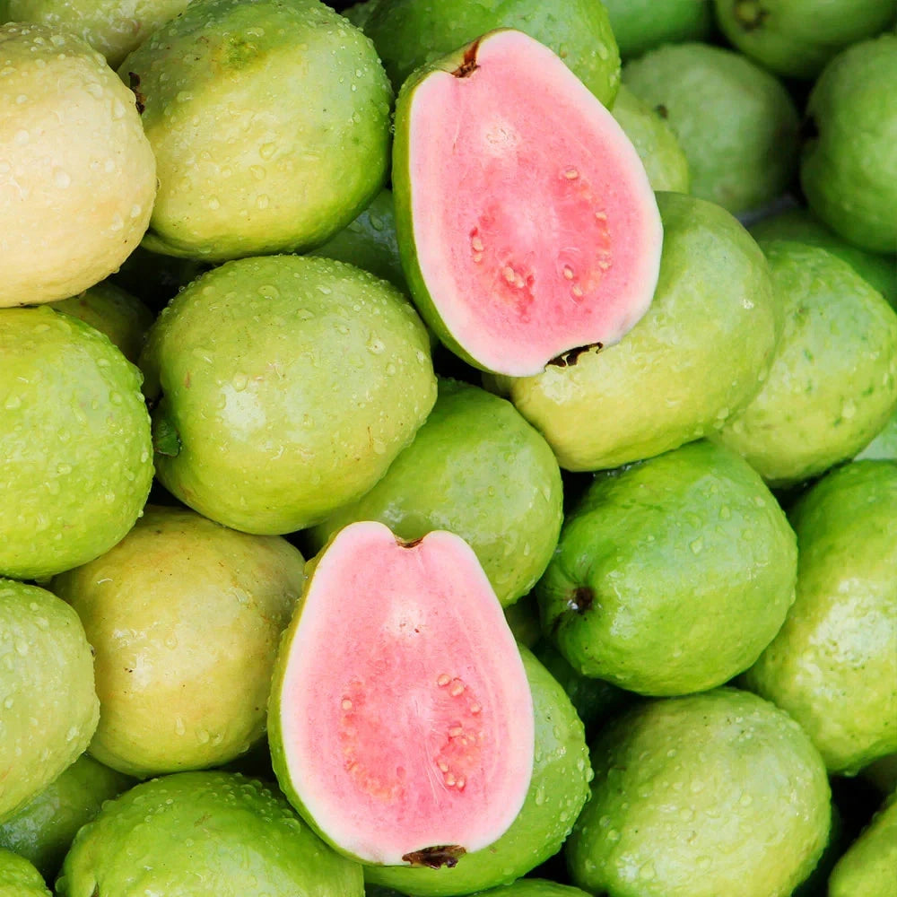 Superior Red Guava Seeds (Psidium guajava) – Premium Certified Tropical Fruit Tree Seeds for Planting