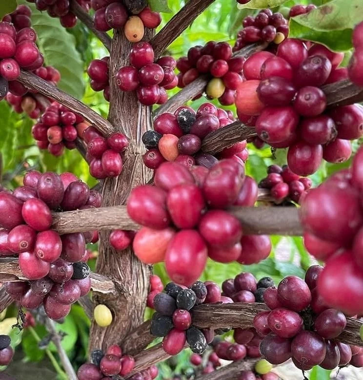 Icatu Coffee Seeds (Coffea arabica x Coffea canephora) – Premium Certified High-Yield Gourmet Hybrid Coffee Bean Plant Seeds for Planting (120 Pcs)