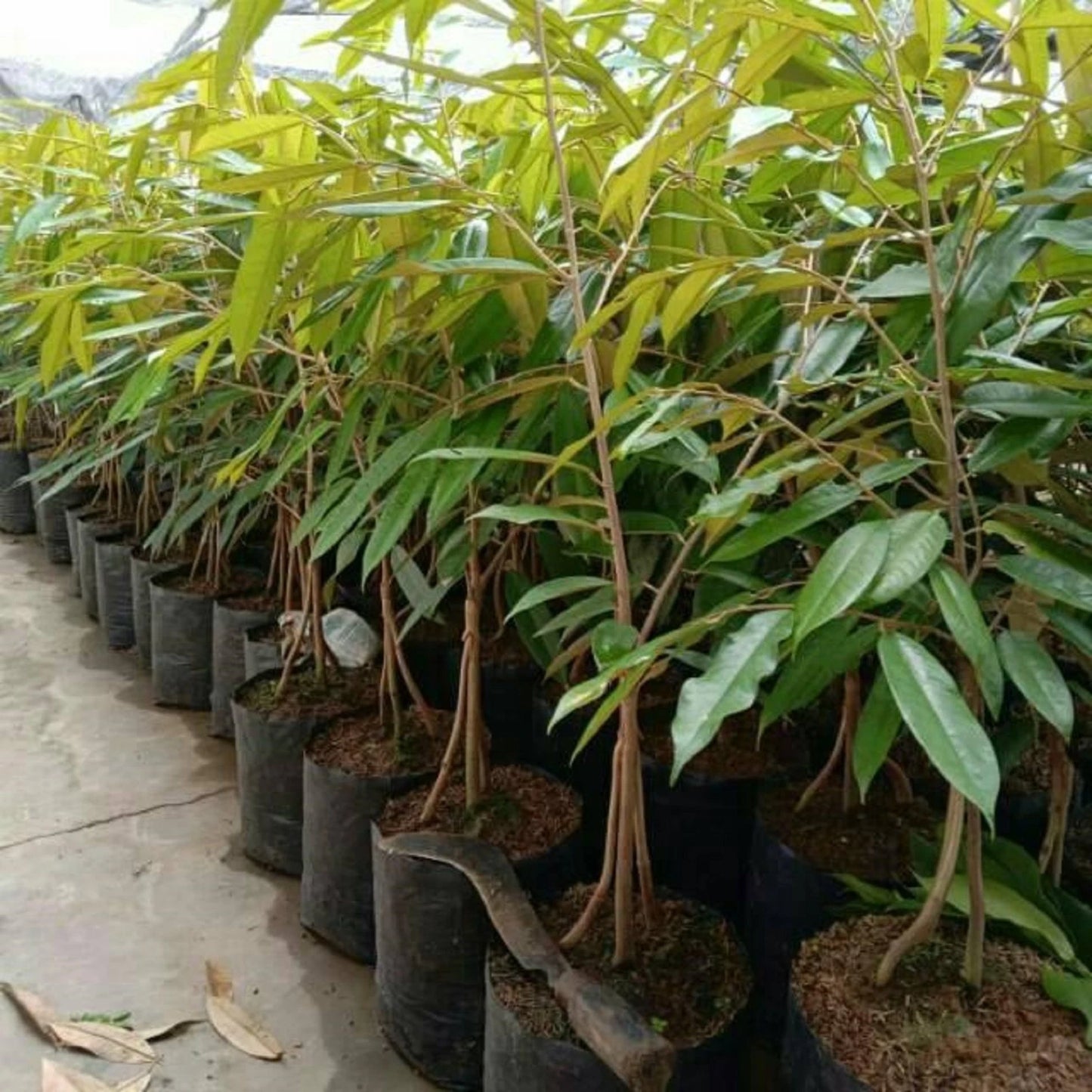 Grafted 'Musang King' Durian Seedling – Premium Tropical Fruit Tree