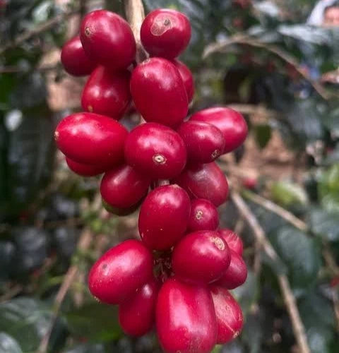 SL9 Coffee Seeds (Coffea arabica var. SL9) – Premium Certified High-Yield Gourmet Arabica Coffee Bean Plant Seeds for Planting
