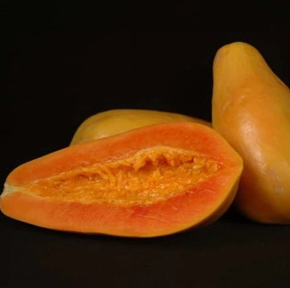 Premium 'Havana' Papaya Seeds (Carica papaya) – F1 Hybrid High-Yield Sweet Cuban Type Tropical Fruit Seeds (150 Count)