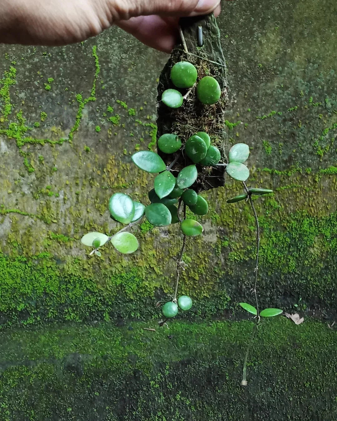 Rare Hoya Pubera Sp. Bengkulu Live Plant - Exotic Tropical Wax Plant