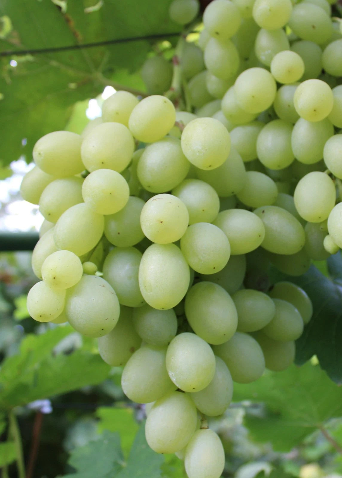 Galahad Grape Seeds (Vitis vinifera / 100+ Premium Early-Ripening Sweet Table Grape Seeds) – Premium Exotic Botanical Specimen Plant Seeds for Planting