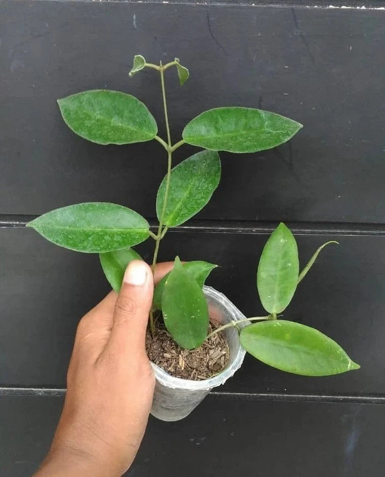 Hoya Piestolepis sp. Papua | Rare Hoya Wax Plant | Tropical Indoor Outdoor Houseplant