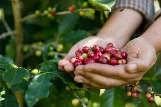 Robusta Coffee Seeds (Coffea canephora var. robusta / 300+ High-Yield Commercial Grade Coffee Seeds) – Premium Gourmet Specialty Coffee Plant Seeds for Planting