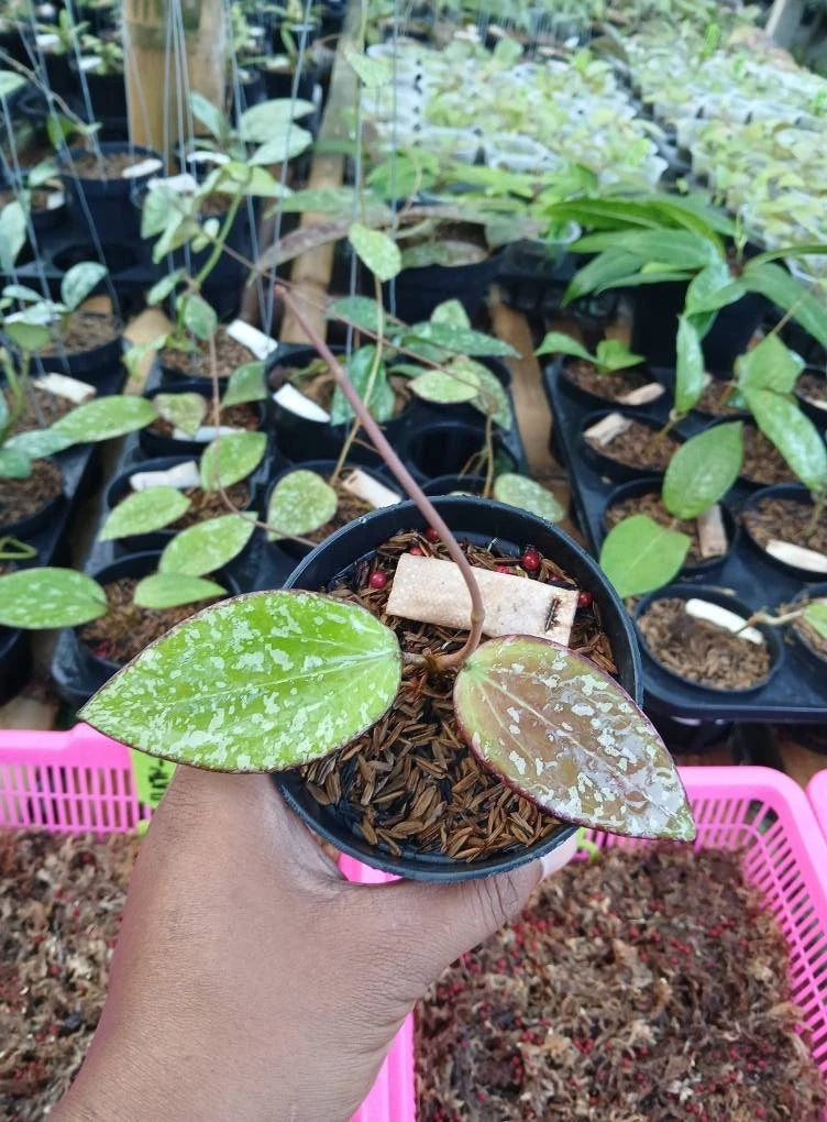 Rare Hoya 'Aura' Specimen (Hoya cinnamomifolia x Hoya sulawesiana) – Premium Established Highly Coveted Hybrid Tropical Botanical Elite Wax Plant