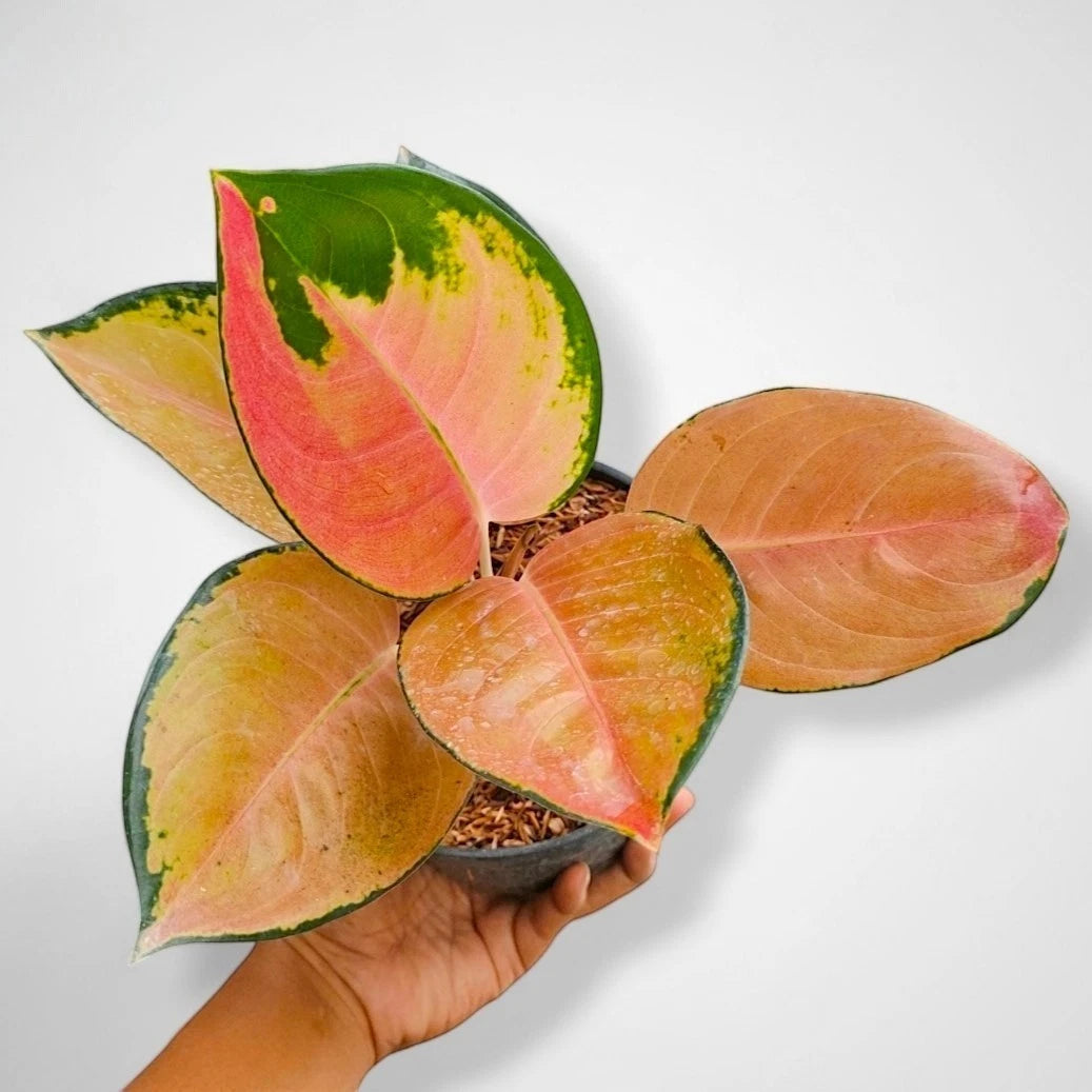 Aglaonema 'Sultan Brunei' - Majestic Tropical Foliage