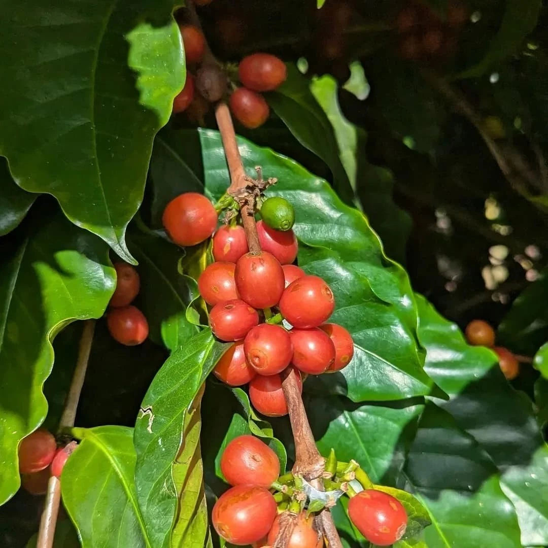 Bourbon Orange Coffee Seeds (Coffea arabica var. Bourbon Amarello / Orange Bourbon) – Rare Heirloom Specialty Coffee Beans for Planting and Cultivation