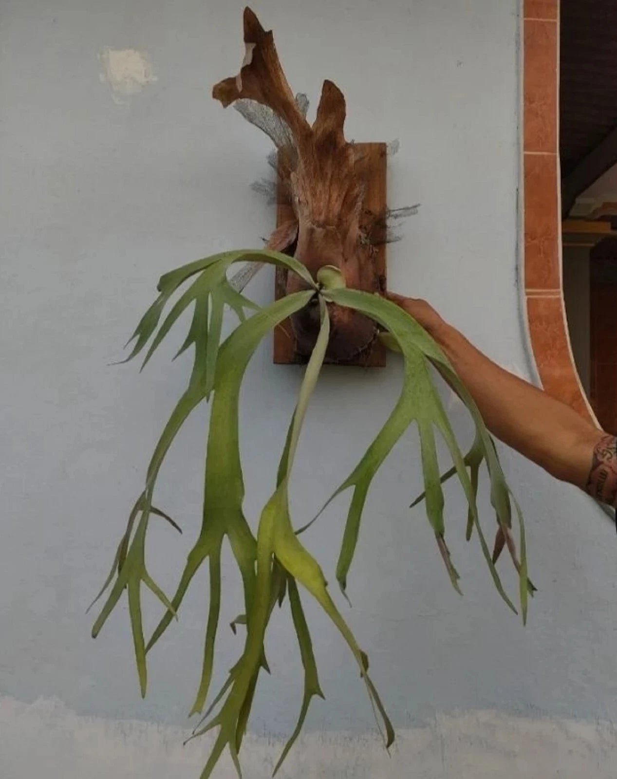 Platycerium willinckii - Elegant & Rare Staghorn Fern