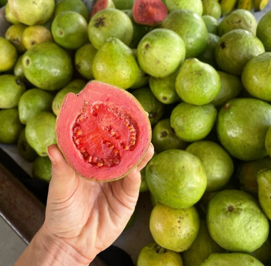 Taiwan Pink Guava Seeds (Psidium guajava) – 250+ Premium Sweet Salmon-Pink Tropical Guava Seeds