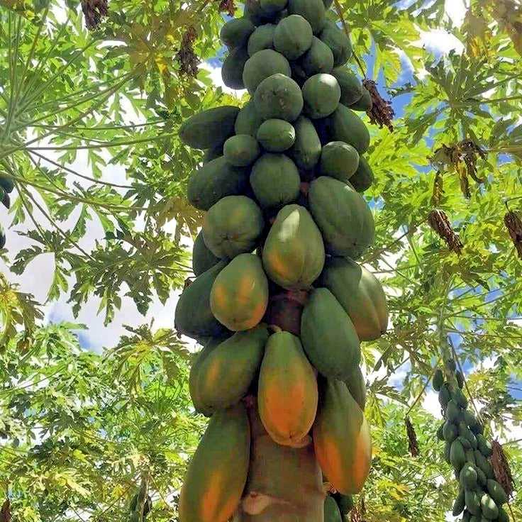 Big Formosa Papaya (Carica papaya) – 1,000+ Premium Seeds