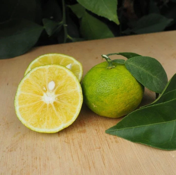 Kabosu Lime Seeds (Citrus sphaerocarpa / 100+ Premium Japanese Tart Citrus Fruit Seeds) – Premium Exotic Botanical Specimen Plant Seeds for Planting
