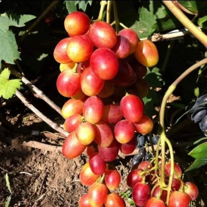 Kupidon Grape Seeds (Vitis vinifera / 100+ Premium Sweet Cupidon Table Grapevine Fruit Seeds) – Premium Exotic Botanical Specimen Plant Seeds for Planting